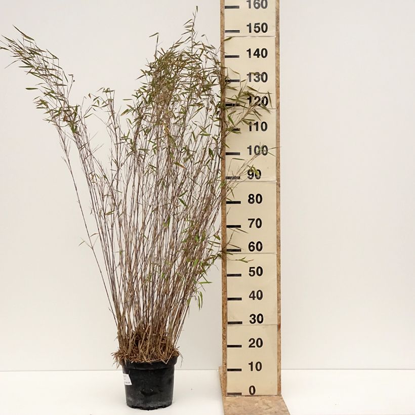 Fargesia nitida Gansu - Bambú no invasivo Maceta 7,5L/10L Ejemplar entregado en invierno