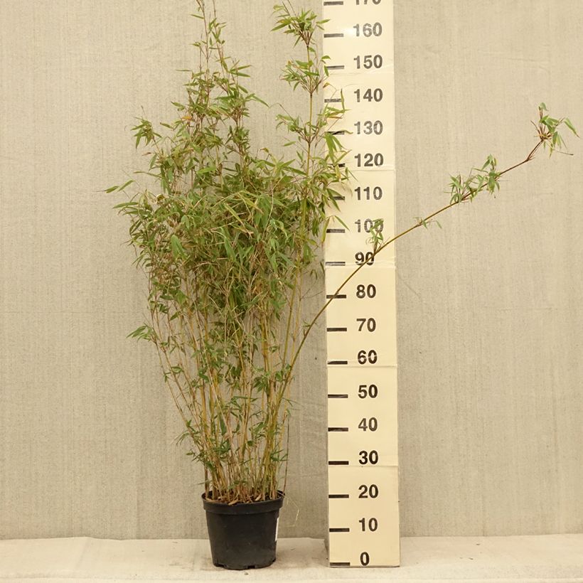 Ejemplar de Fargesia Obelisk - Bambú no invasivo Maceta 7,5L/10L entregado en verano