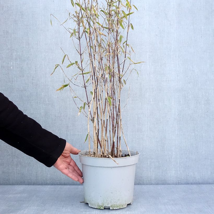 Fargesia nitida Trifina Black - Bambú no invasivo Maceta 4L/5L Ejemplar entregado en invierno