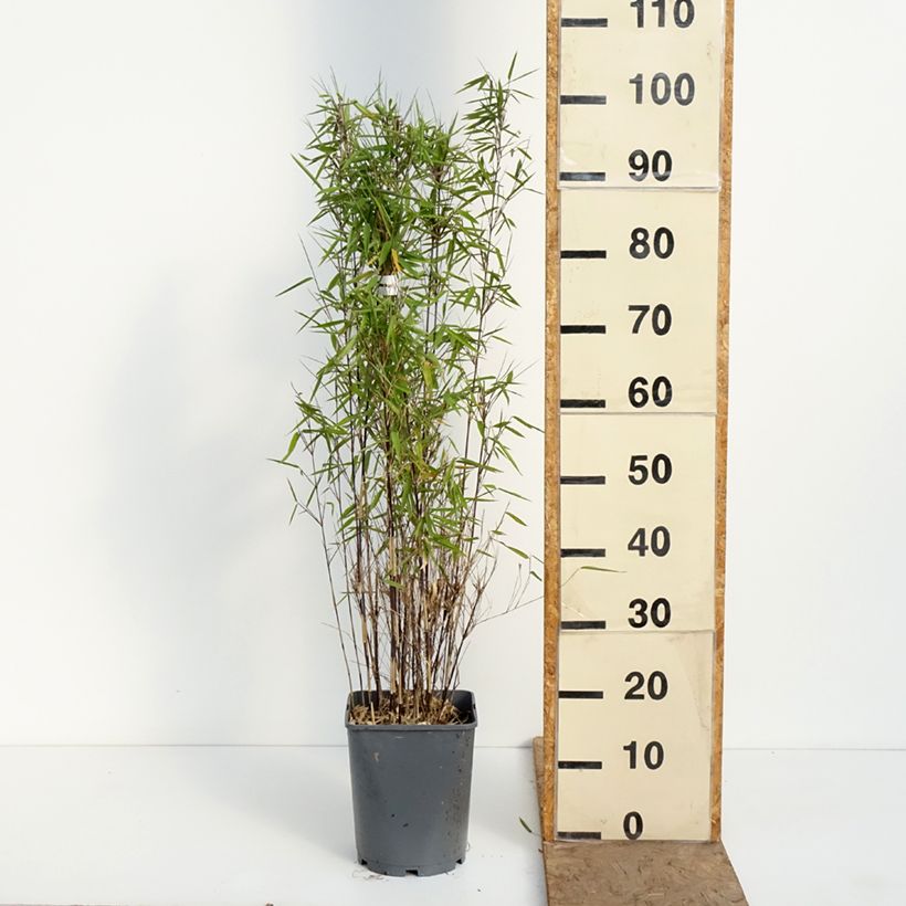 Fargesia nitida Trifina Black - Bambú no invasivo Maceta 4L/5L Ejemplar entregado en la primavera