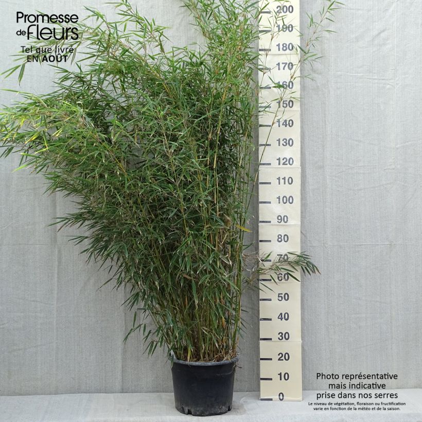 Ejemplar de Fargesia robusta - Bambú no invasivo Maceta 18L/20L entregado en verano