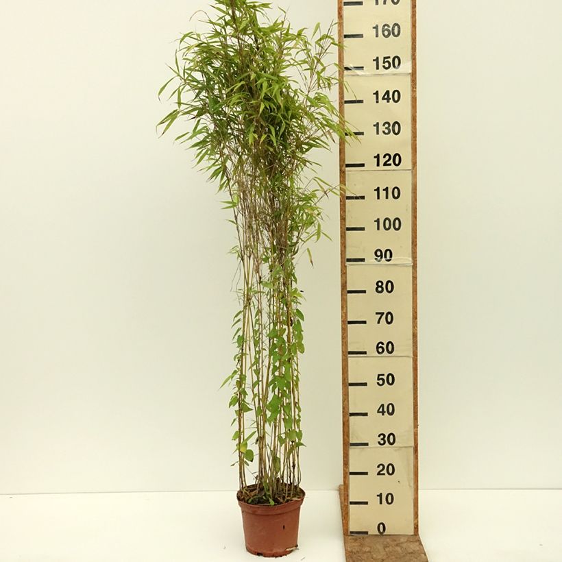 Ejemplar de Fargesia robusta Formidable - Bambú no invasivo Maceta 4L/5L entregado en verano