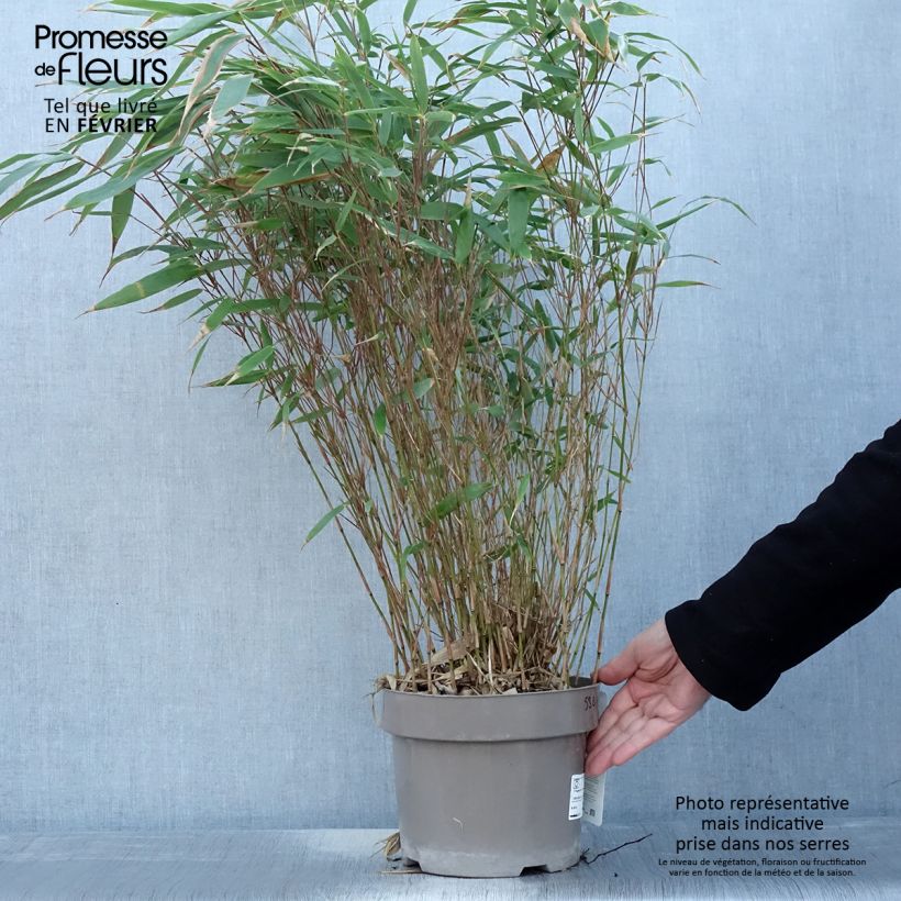 Fargesia robusta Formidable - Bambú no invasivo Maceta 4L/5L Ejemplar entregado en invierno