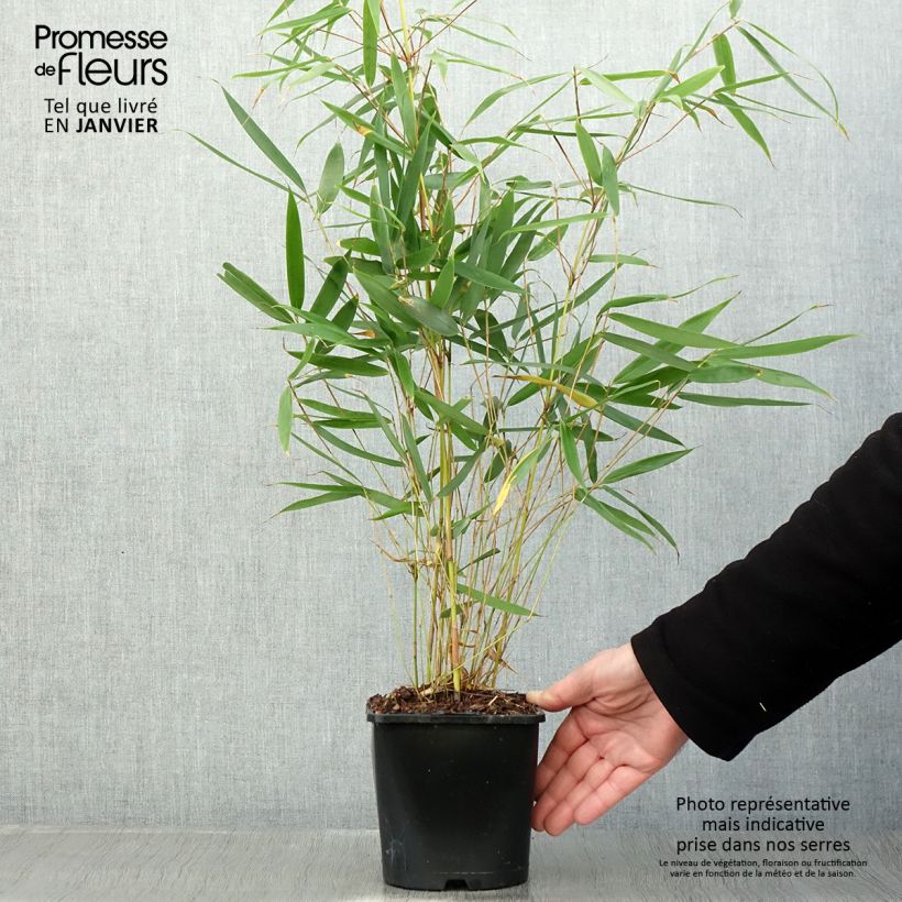 Fargesia robusta Pingwu - Bambú no invasivo Maceta 2L/3L Ejemplar entregado en invierno