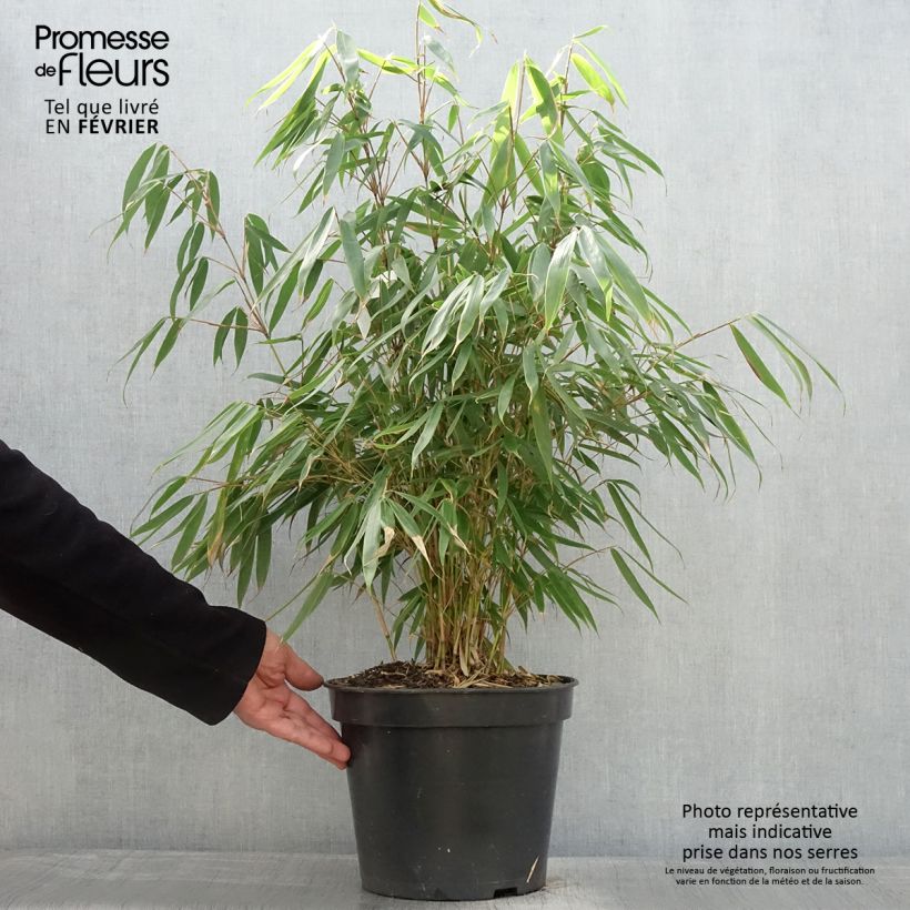 Fargesia robusta Pingwu - Bambú no invasivo Maceta 7,5L/10L Ejemplar entregado en invierno