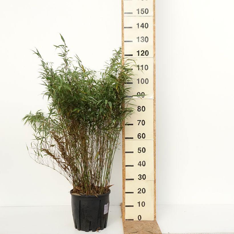 Ejemplar de Fargesia robusta Wenchuan - Bambú no invasivo Maceta 12L/15L entregado en otoño
