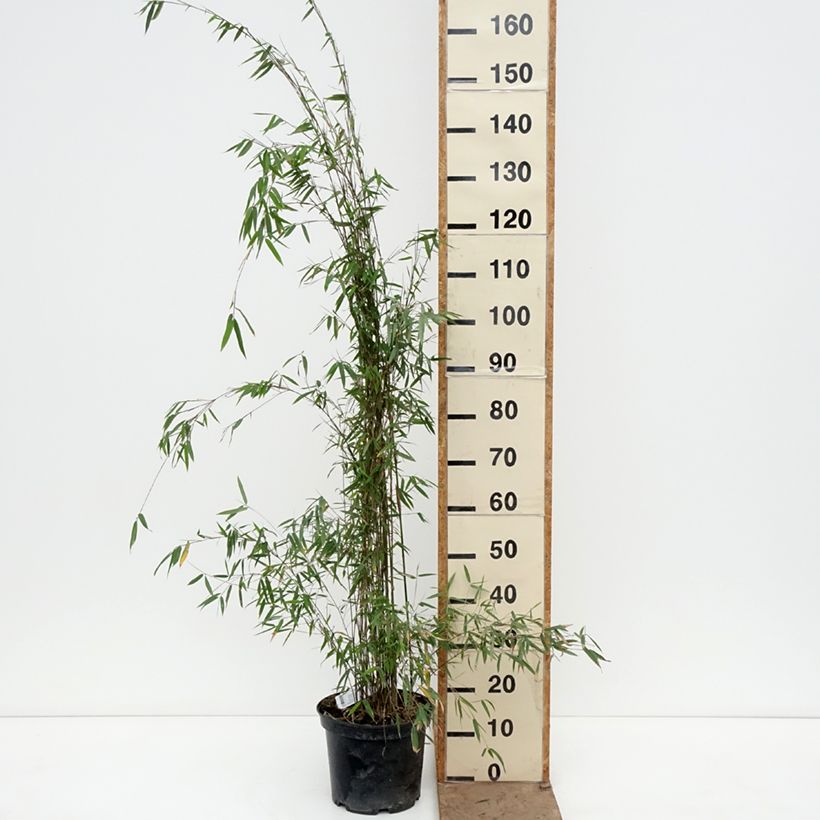 Fargesia sp Jiuzhaigou Deep Purple - Bambú no invasivo Maceta 2L/3L Ejemplar entregado en la primavera