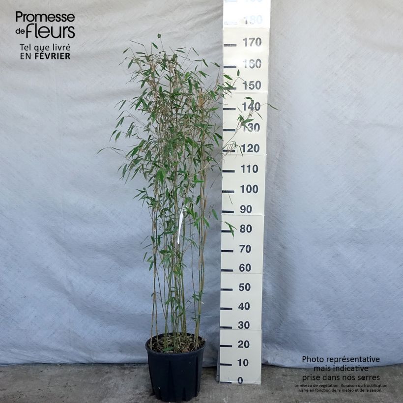 Fargesia Viking - Bambú no invasivo Maceta 12L/15L Ejemplar entregado en invierno