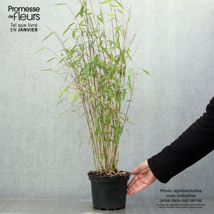Fargesia Winter Joy - Bambú no invasivo Maceta 2L/3L Ejemplar entregado en invierno