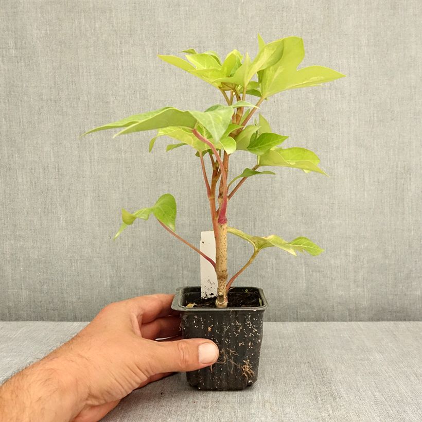 Ejemplar de Fatshedera lizei Annemieke - Hiedra aralia Maceta de 8/9 cm entregado en verano