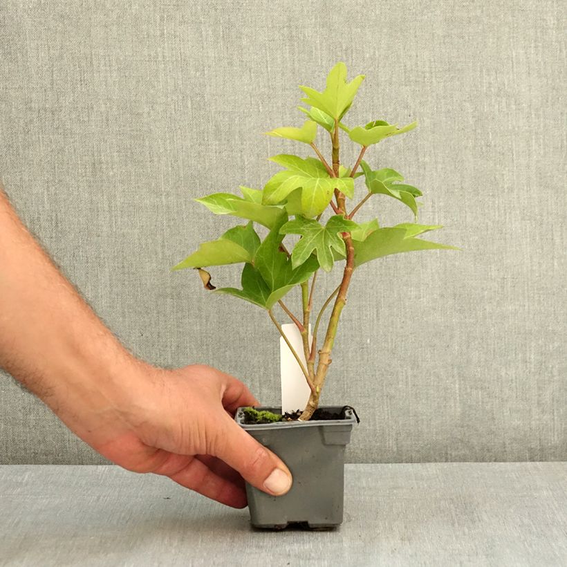 Ejemplar de Fatshedera lizei - Hiedra aralia Maceta de 8/9 cm entregado en verano