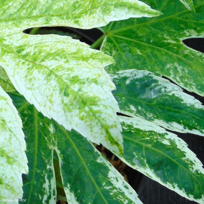Fatsia japonica Spider's Web (Follaje)