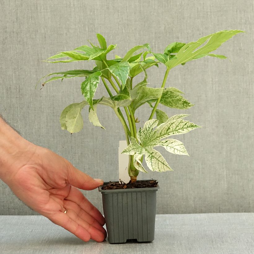 Ejemplar de Fatsia japonica Spider's Web Maceta de 8/9 cm entregado en verano