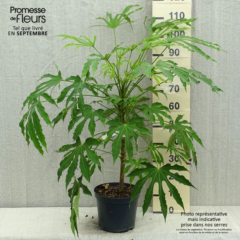 Ejemplar de Fatsia polycarpa Green Fingers - Aralia de muchos frutos Maceta 6L/7L entregado en otoño