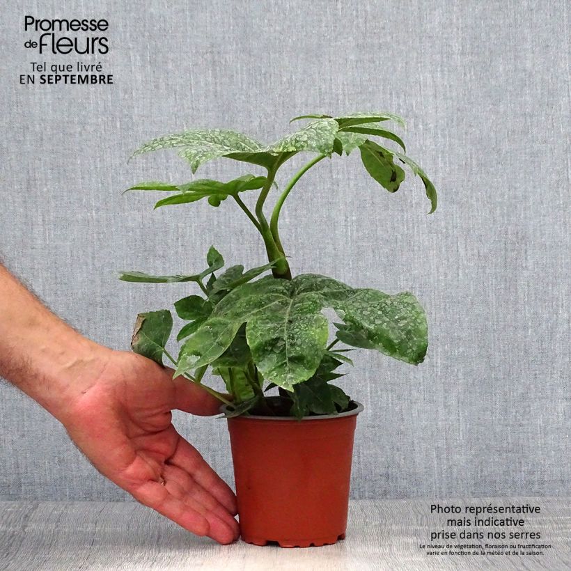 Ejemplar de Fatsia japonica Maceta de 8/9 cm entregado en otoño