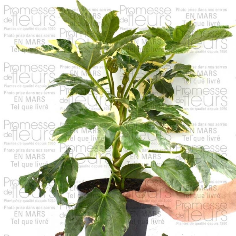 Ejemplo de ejemplar de Faux-aralia - Fatsia japonica Variegata Pot de 3L/4L tal y como se entrega