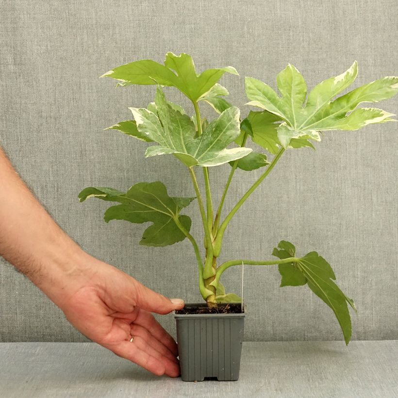 Ejemplar de Fatsia japonica Variegata Maceta de 8/9 cm entregado en verano