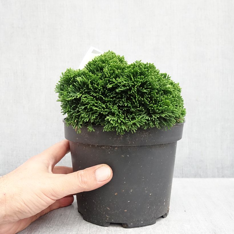 Ejemplar de Chamaecyparis obtusa Juniperoides - Ciprés hinoki Maceta 2L/3L entregado en otoño