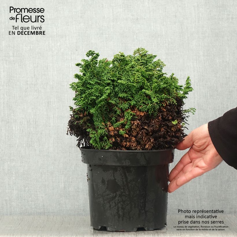 Ejemplar de Chamaecyparis obtusa Kosteri - Ciprés hinoki Maceta 4L/5L entregado en otoño