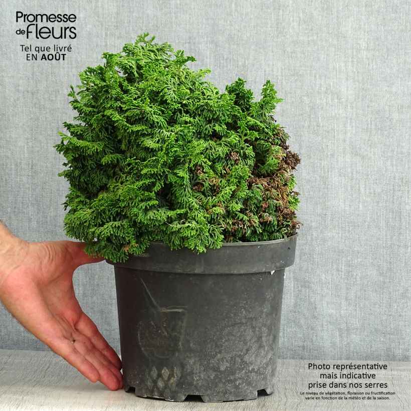 Ejemplar de Chamaecyparis obtusa Kosteri - Ciprés hinoki Maceta 4L/5L entregado en verano