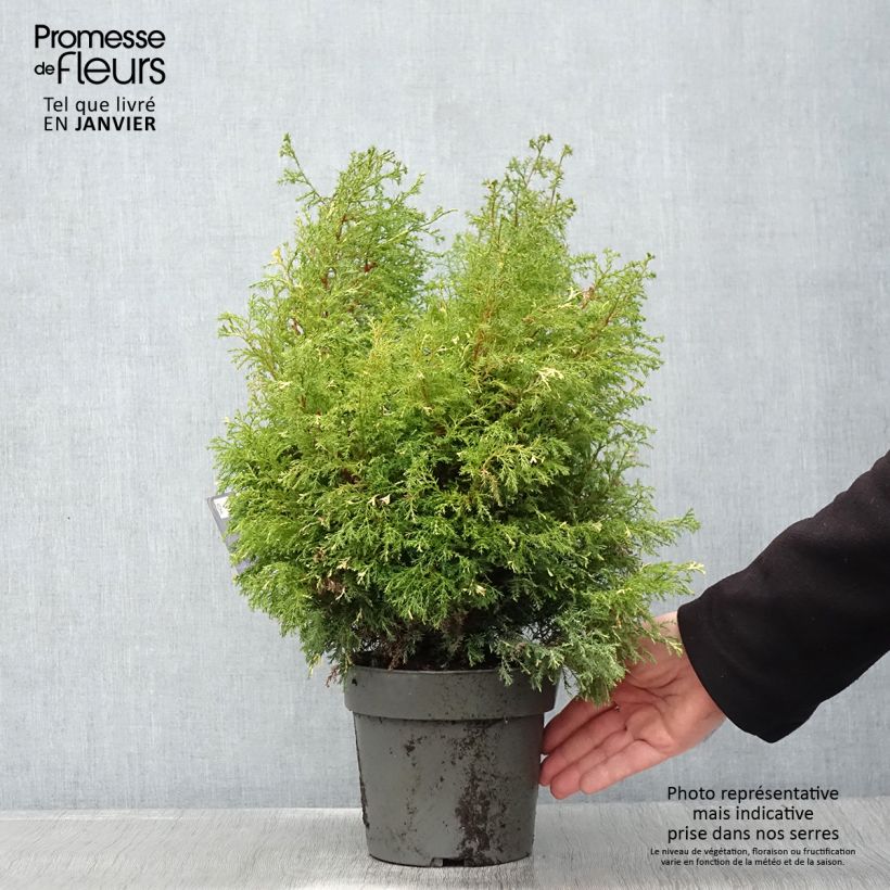 Chamaecyparis obtusa Saffron Spray - Ciprés hinoki Maceta 2L/3L Ejemplar entregado en invierno