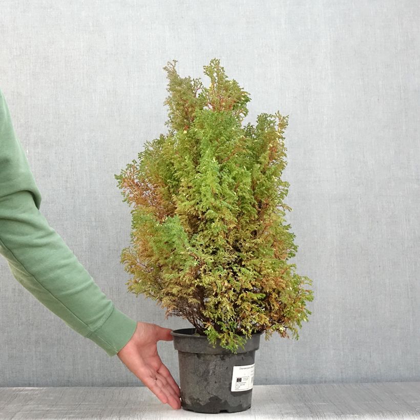 Ejemplar de Chamaecyparis obtusa Snowflake - Ciprés hinoki Maceta 2L/3L entregado en verano