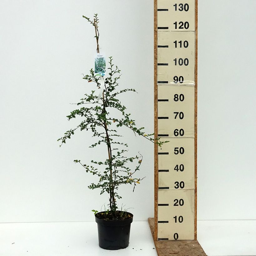 Ejemplar de Nothofagus antarctica - ñire Maceta 4L/5L entregado en verano