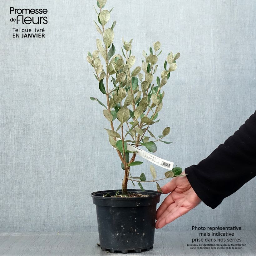 Feijoa Apollo - Feijoa sellowiana Maceta 3L/4L Ejemplar entregado en invierno