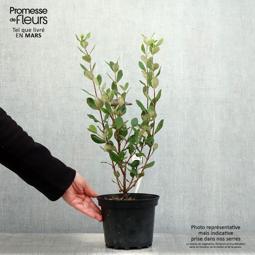 Feijoa Apollo - Feijoa sellowiana Maceta 2L/3L Ejemplar entregado en la primavera