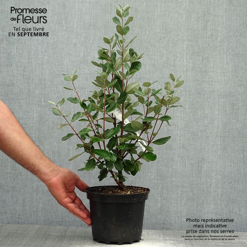 Ejemplar de Guayabo Mammouth - Acca sellowiana Maceta 3L/4L entregado en otoño