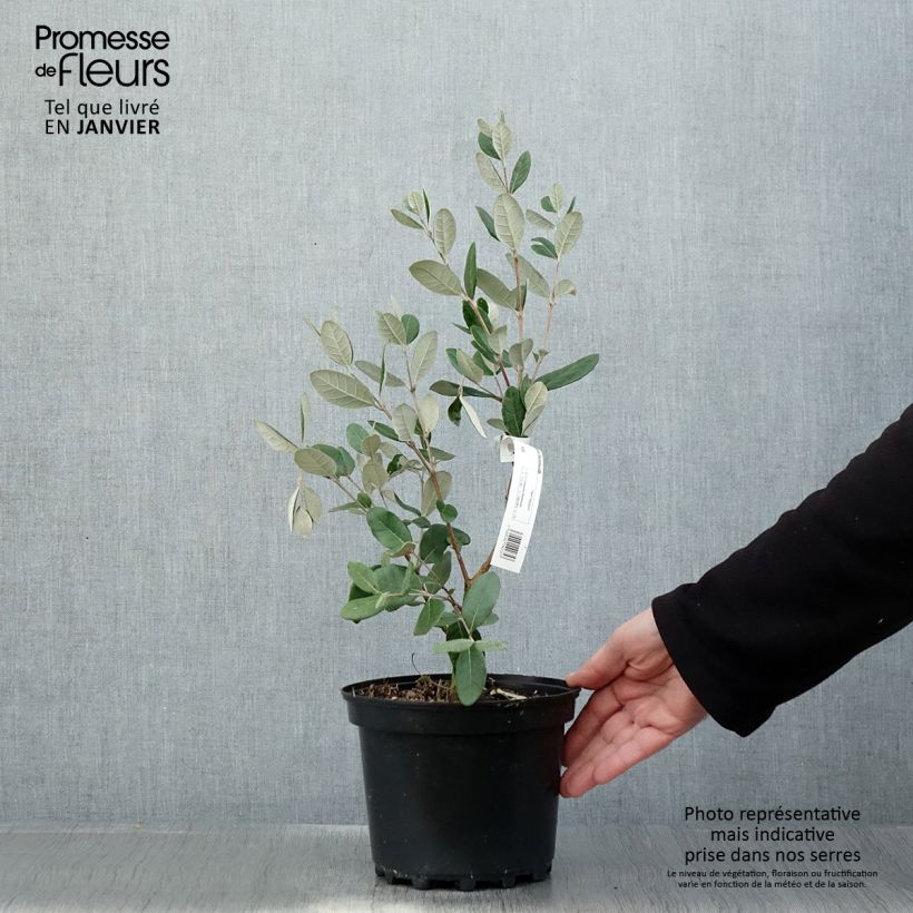 Guayabo Mammouth - Acca sellowiana Maceta 3L/4L Ejemplar entregado en invierno