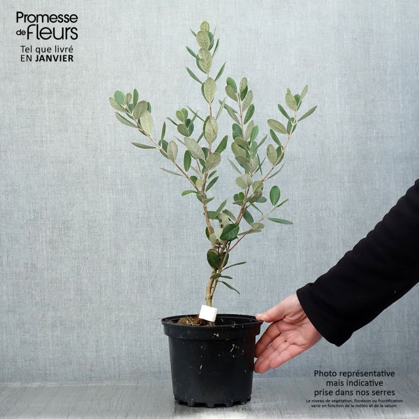 Feijoa Triumph - Feijoa sellowiana Maceta 3L/4L Ejemplar entregado en invierno