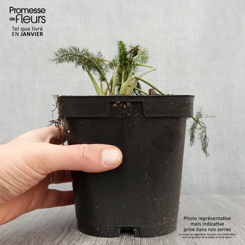 Hinojo Purpureum Maceta 2L/3L Ejemplar entregado en invierno