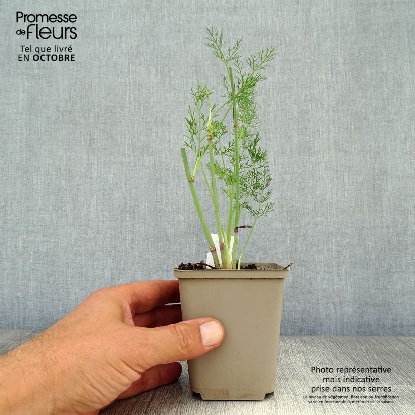 Ejemplar de Hinojo - Foeniculum vulgare Maceta de 7/8 cm entregado en otoño