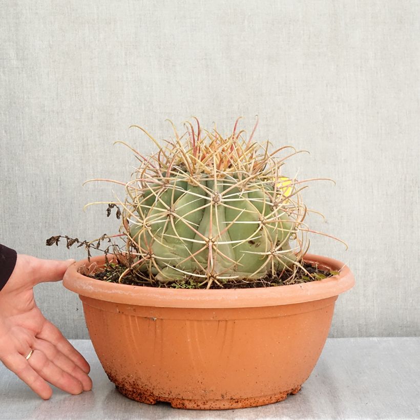 Ejemplar de Ferocactus emoryi - Ferocacto rojo Maceta 7,5L / 10L entregado en otoño