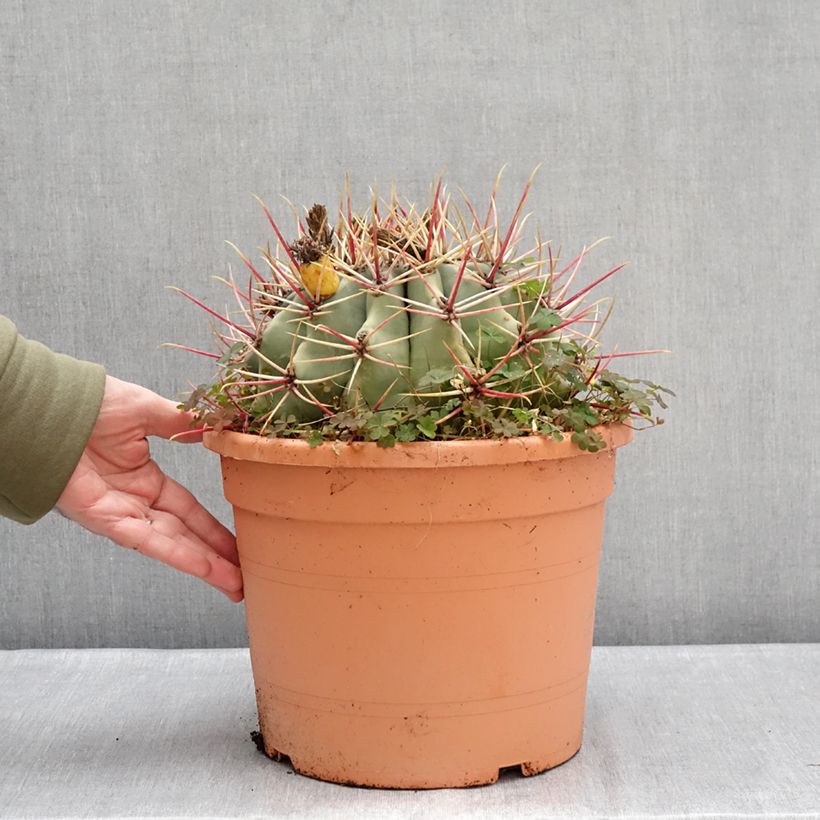Ferocactus emoryi - Ferocacto rojo Maceta 7,5L / 10L Ejemplar entregado en invierno
