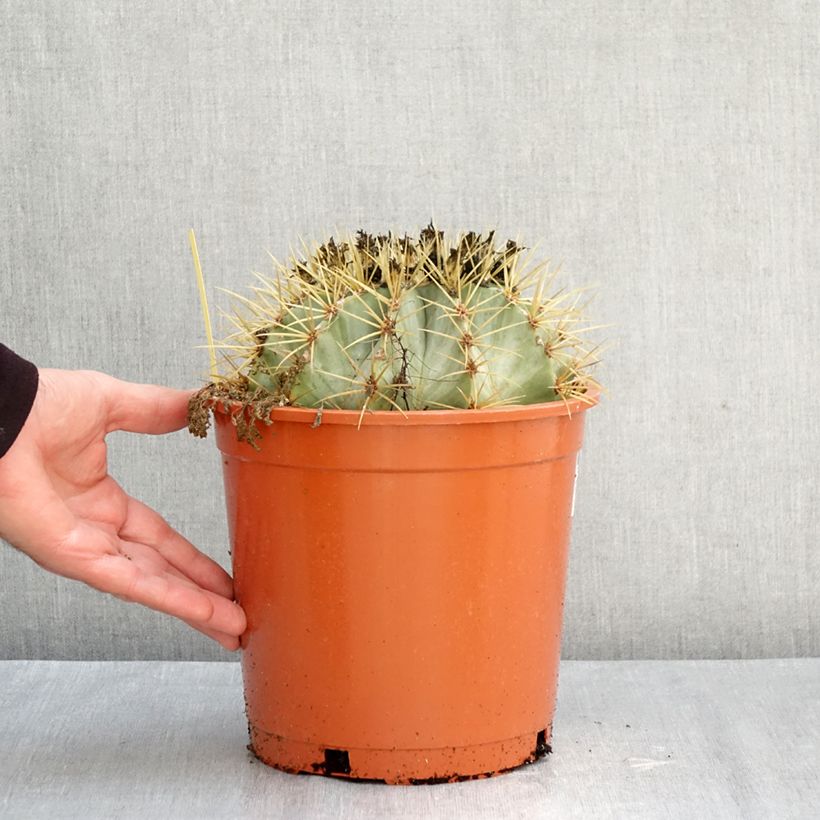 Ejemplar de Ferocactus glaucescens - Ferocacto Maceta 4L/5L entregado en otoño