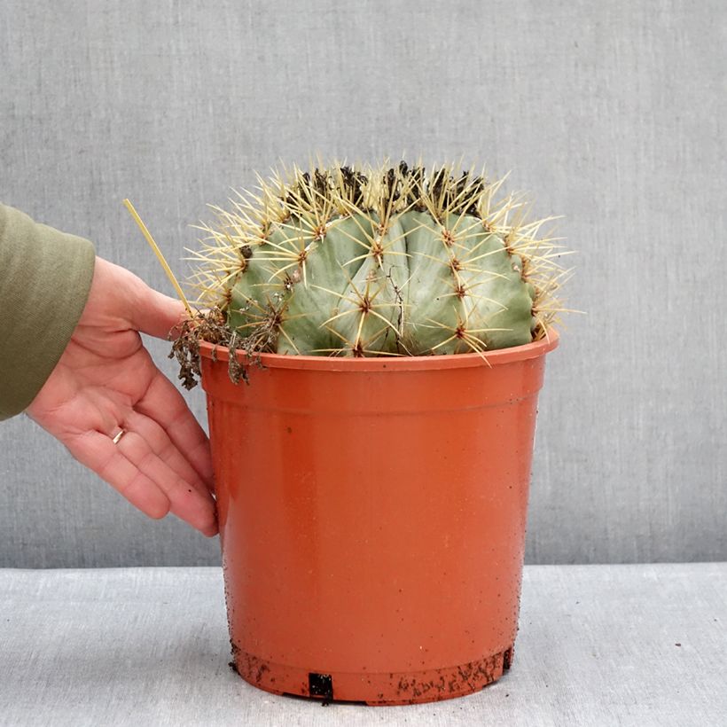 Ferocactus glaucescens - Ferocacto Maceta 4L/5L Ejemplar entregado en invierno