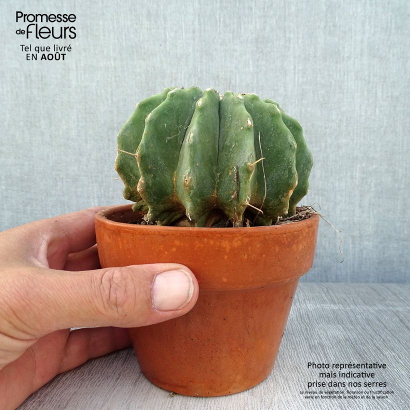 Ejemplar de Ferocactus glaucescens Inermis Maceta de 12 cm / 13 cm entregado en verano