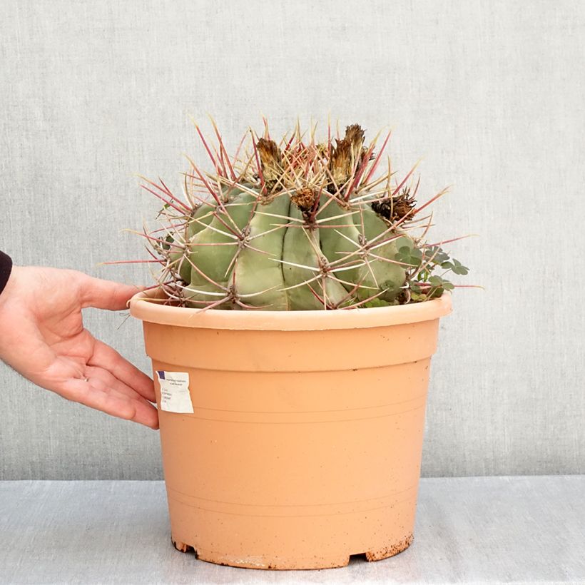 Ejemplar de Ferocactus gracilis subsp. coloratus - Ferocacto Maceta 7,5L / 10L entregado en otoño