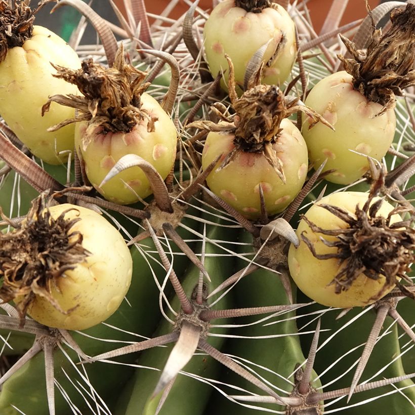 Ferocactus horridus - Ferocacto (Cosecha)