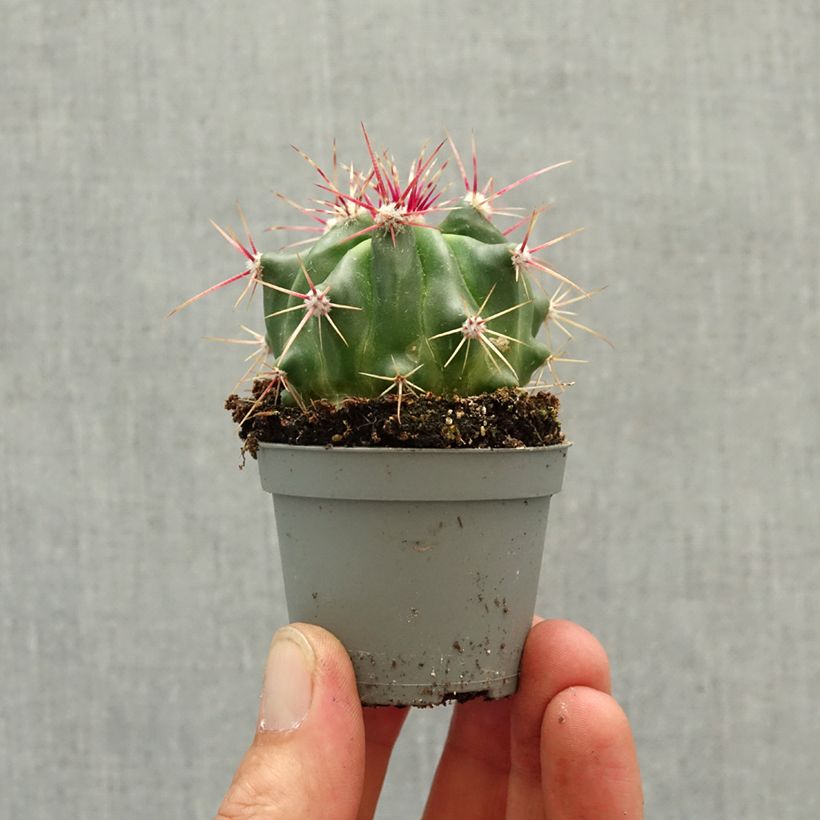 Ferocactus latispinus - Ferocacto miniplanta Ejemplar entregado en la primavera