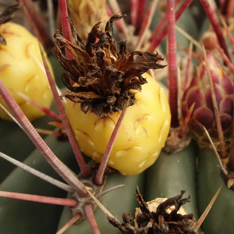 Ferocactus rectispinus - Ferocacto (Cosecha)