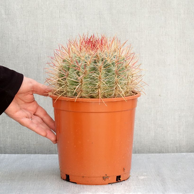 Ejemplar de Ferocactus stainesii - Ferocacto Maceta 4L/5L entregado en otoño