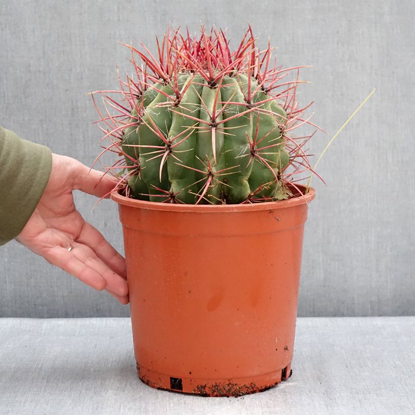 Ferocactus stainesii - Ferocacto Maceta 4L/5L Ejemplar entregado en invierno