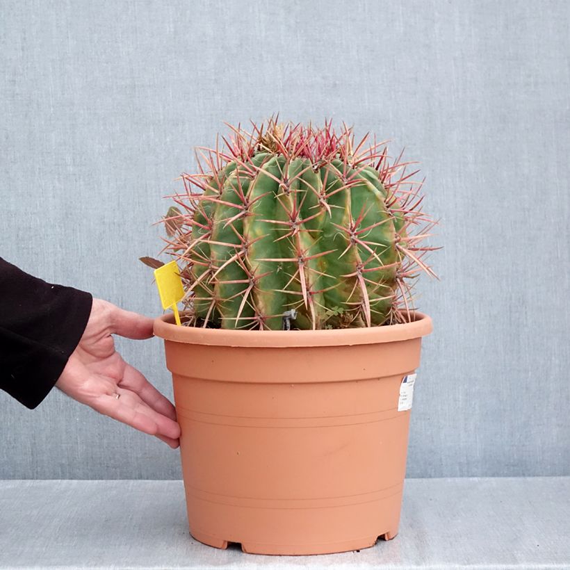 Ejemplar de Ferocactus stainesii var. pilosus - Ferocacto Maceta 7,5L/10L entregado en otoño