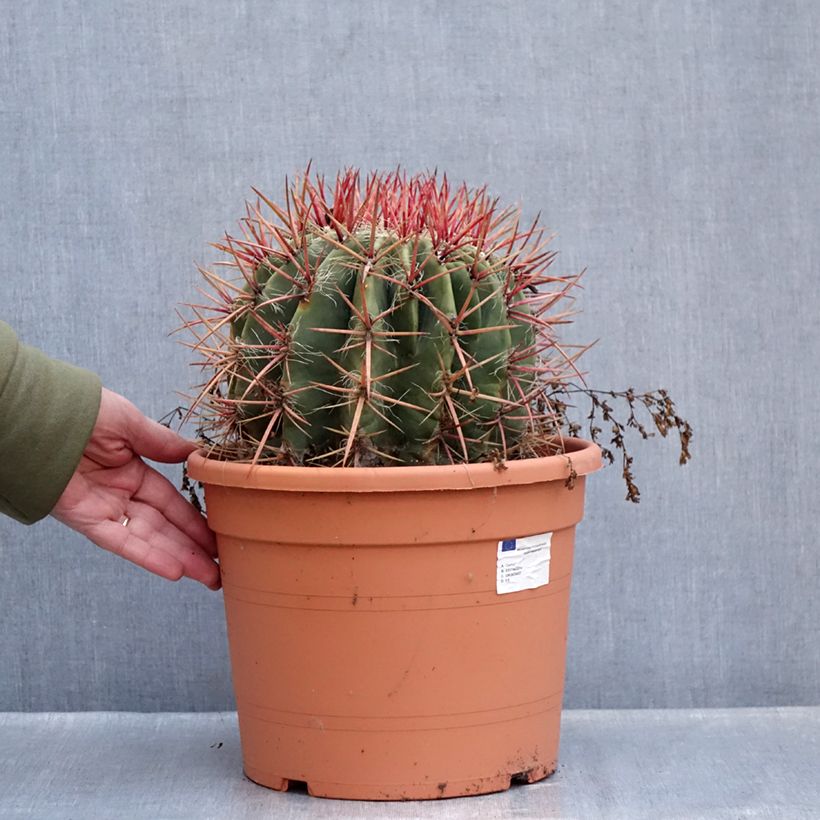 Ferocactus stainesii var. pilosus - Ferocacto Maceta 7,5L/10L Ejemplar entregado en invierno