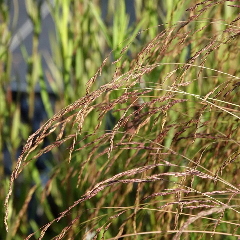 Festuca amethystina (Floración)