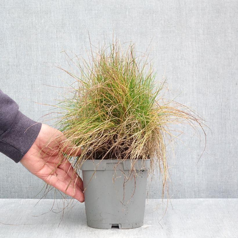 Ejemplar de Festuca filiformis Maceta 2L/3L entregado en otoño
