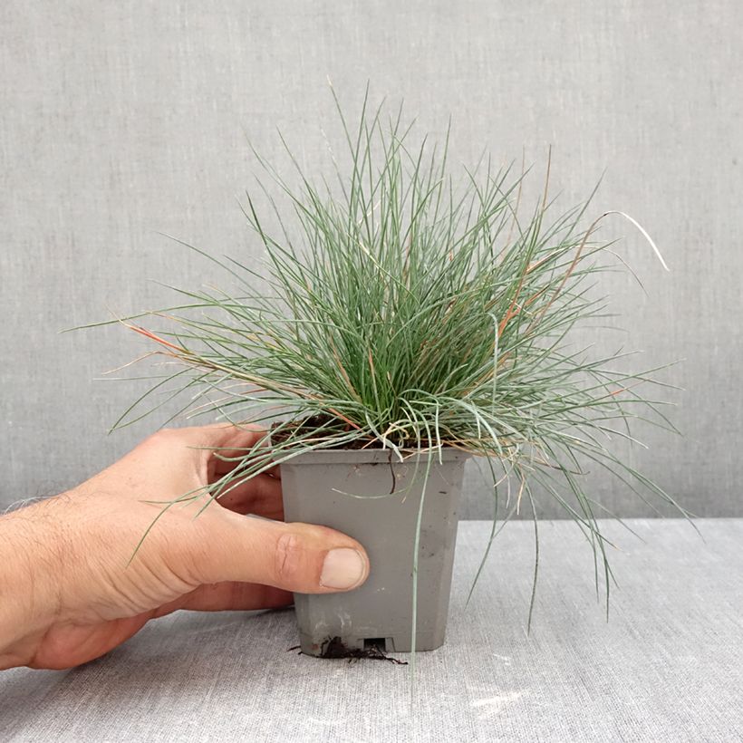 Ejemplar de Festuca azul Intense Blue - Festuca azul Maceta de 8/9 cm entregado en otoño